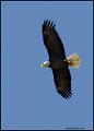 _0SB9283 american bald eagle